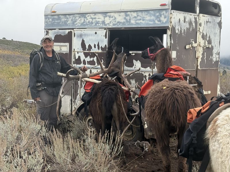 Llamas loaded with an elk rack beside a trailer