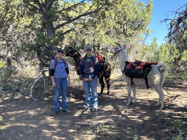 Pack llamas with saddlebags on a shaded forest trail