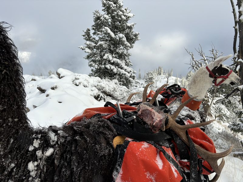 Elk antlers packed on a llama in the snow