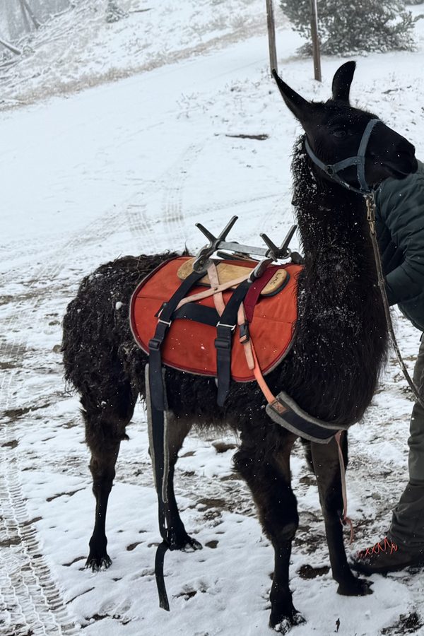 Rad, a black pack llama in an orange saddle, standing in the snow