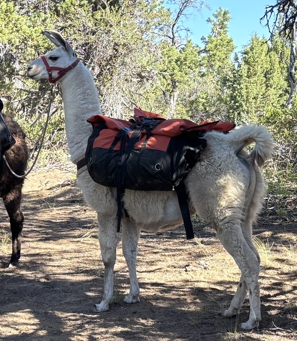 Stag, a white llama in a red halter, carrying saddlebags